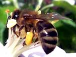 Pszczoła robotnica przy pracy z napełnionymi pyłkiem koszyczkami ( obnóże pyłkowe).